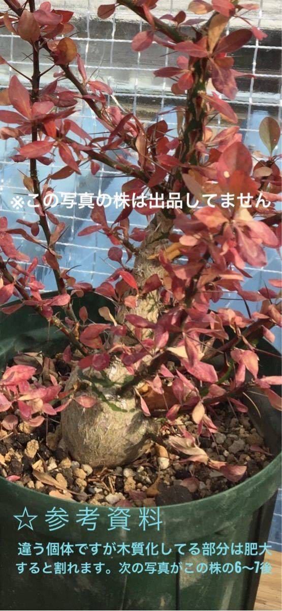 フォークイエリア ファシクラータ フォークエリア フォークイエリア ファシクラータ フォークエリア