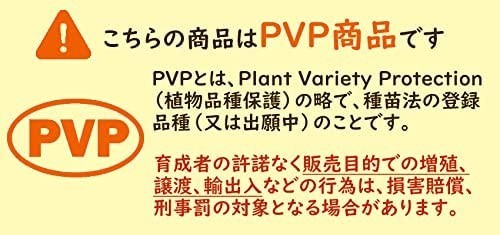 シャインマスカット「PVP商品」　その他ブドウ7種セット 挿木2年生苗_シャインマスカットのみ