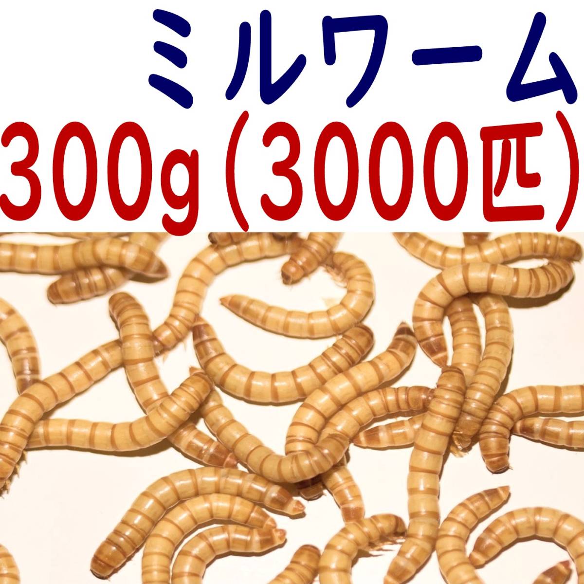 22春夏新作 生き餌 ミルワーム 300g A 宅急便コンパクト発送 Catalasarenas Com 22春夏新作 生き餌 ミルワーム 300g A 宅急便コンパクト発送 Catalasarenas Com
