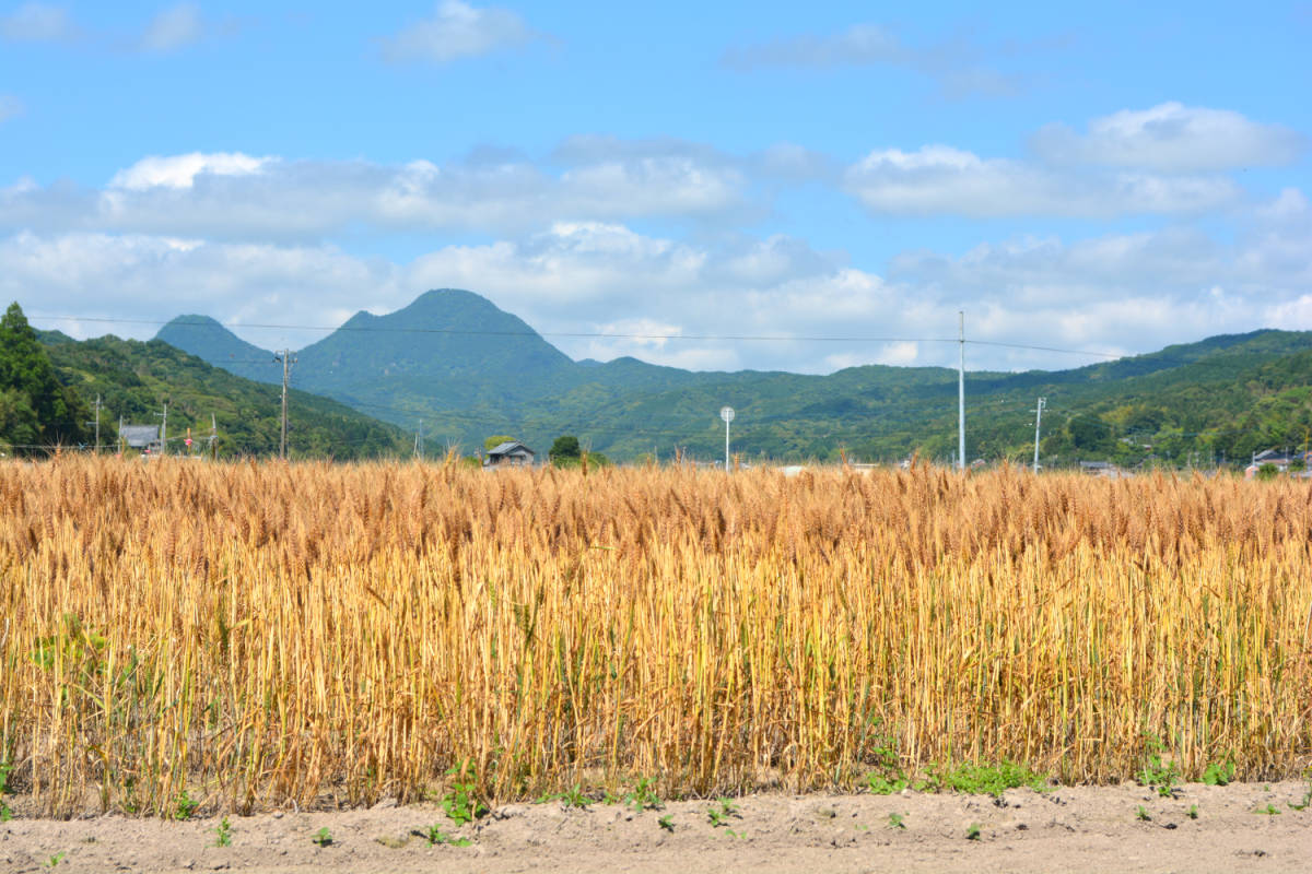 ☆大分・国東産の全粒粉（強力粉：南のめぐみ）☆　２_画像2