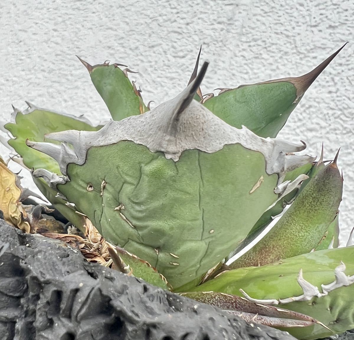 アガベ チタノタ “オアハカ産” 【Agave Titanota Oaxaca アガベ チタノタ “オアハカ産” 【Agave Titanota Oaxaca