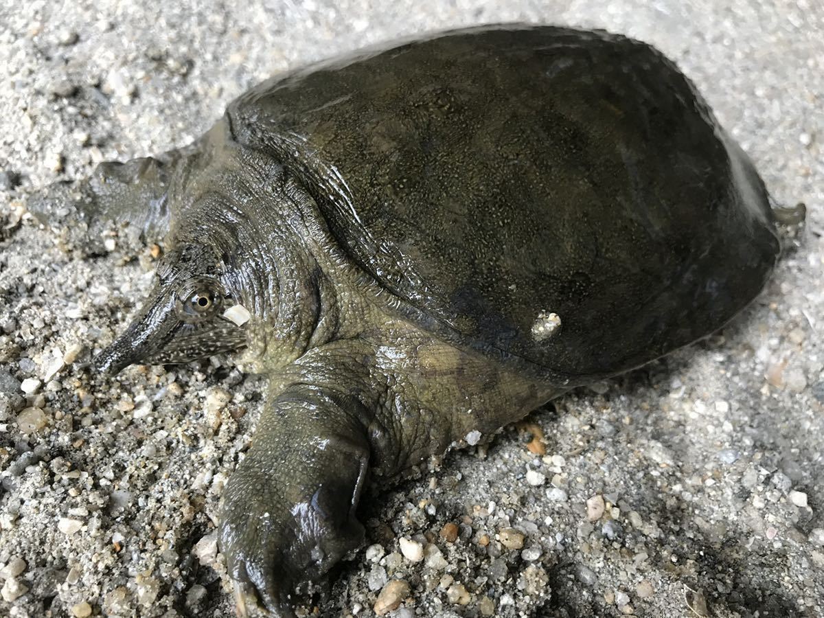 高知県産　天然スッポン 1.0kg ♀内臓付き　薄皮処理済　真空冷凍　71_画像1