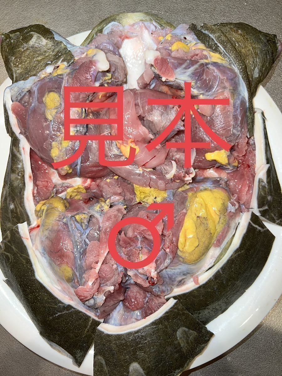 高知県産　天然スッポン 1.3kg ♂内臓付き　薄皮処理済　真空冷凍　76_画像2