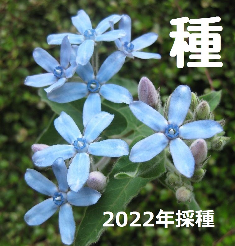 人気上昇中 送63 ブルースター 種30粒 無農薬 オキシペタラム すがすがしい水色の 人気上昇中 送63 ブルースター 種30粒 無農薬 オキシペタラム すがすがしい水色の