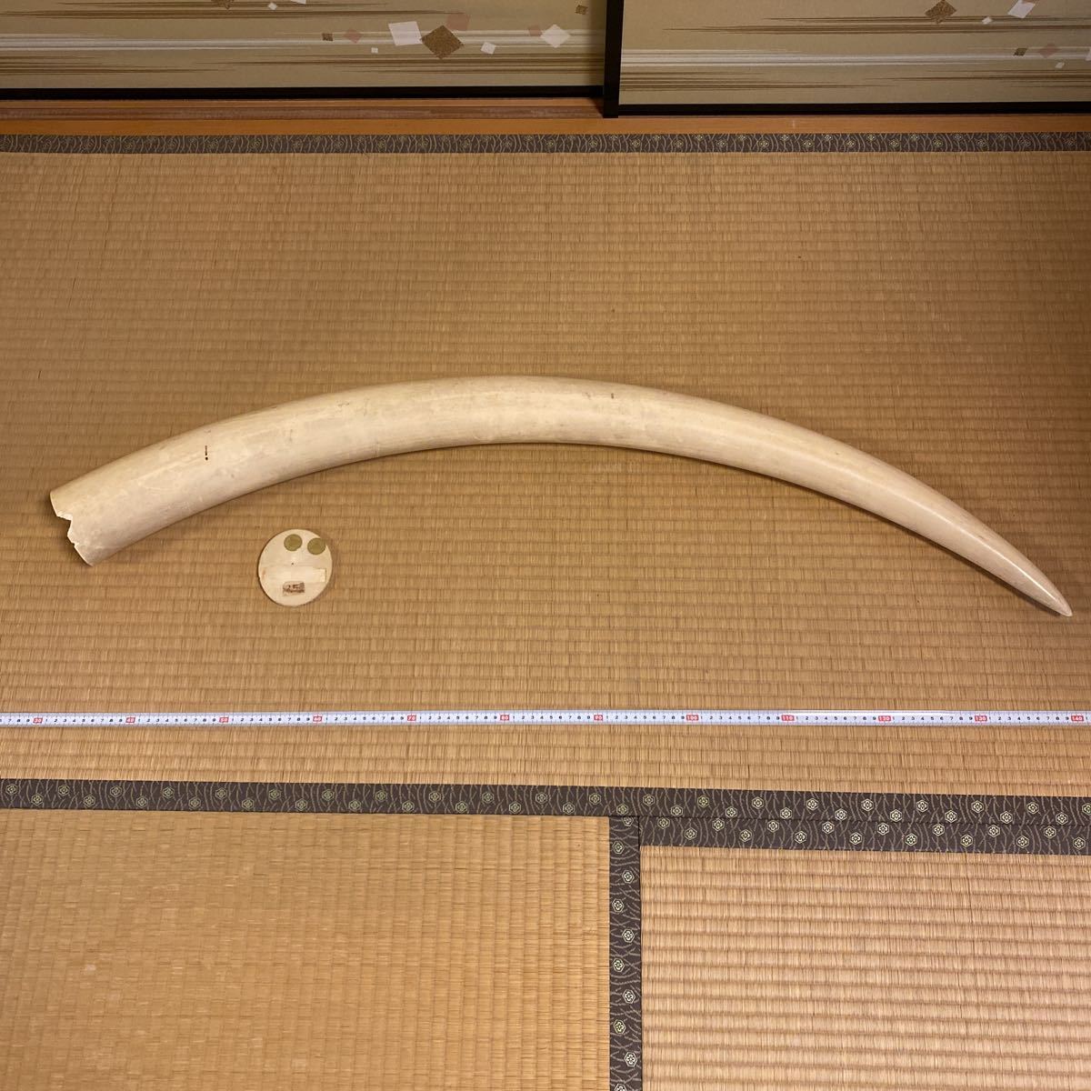 54 象牙風 置物 オブジェ 一本物 一本牙 工芸品 約5.8kg | monsterdog