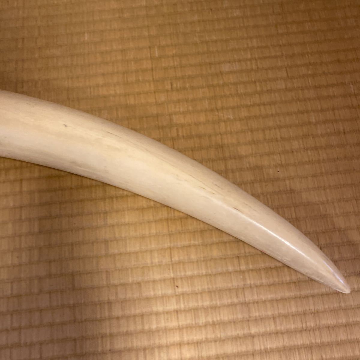 54 象牙風 置物 オブジェ 一本物 一本牙 工芸品 約5.8kg | monsterdog