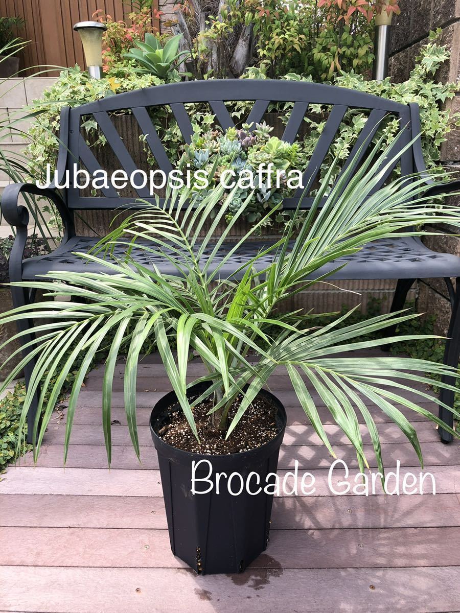 超希少 耐寒ヤシ Jubaeopsis caffra アフリカチリヤシ 種子5個 超希少 耐寒ヤシ Jubaeopsis caffra アフリカチリヤシ 種子5個