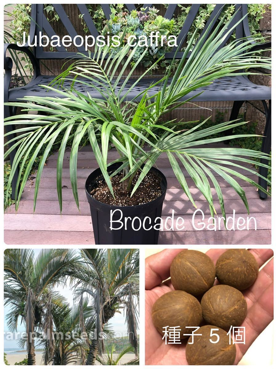 超希少 耐寒ヤシ Jubaeopsis caffra アフリカチリヤシ 種子5個 超希少 耐寒ヤシ Jubaeopsis caffra アフリカチリヤシ 種子5個