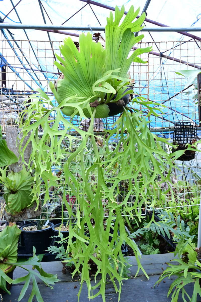 P.coronarium Dwarf @bikamori.com ビカクシダ コロナリウム ドワーフ
