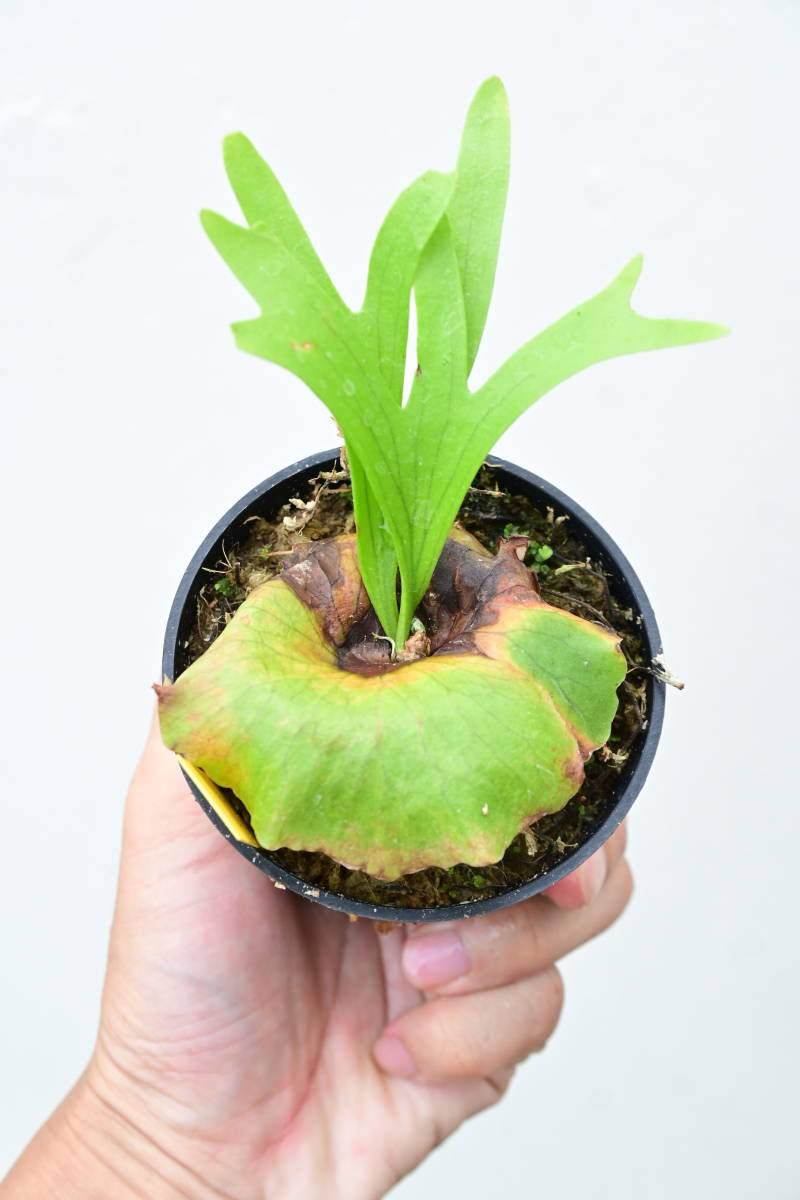 P.coronarium Dwarf @bikamori.com ビカクシダ コロナリウム ドワーフ