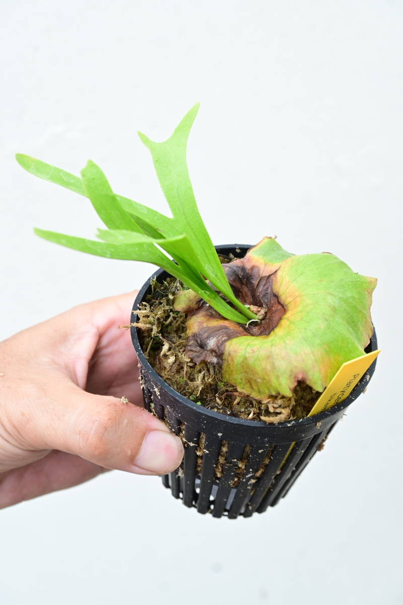 P.coronarium Dwarf @bikamori.com ビカクシダ コロナリウム ドワーフ