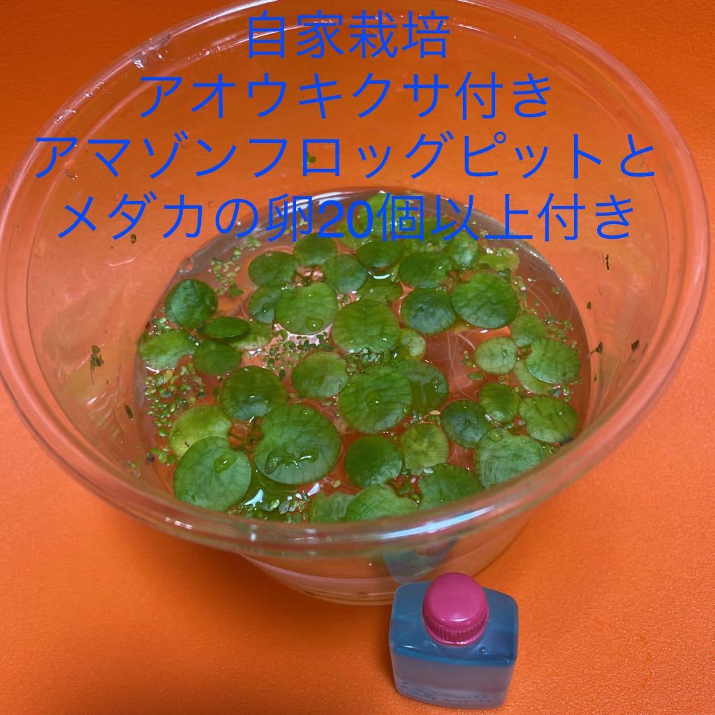 驚きの値段で アオウキクサ付きアマゾンフロッグピットメダカの卵50個以上付き Catalasarenas Com 驚きの値段で アオウキクサ付きアマゾンフロッグピットメダカの卵50個以上付き Catalasarenas Com