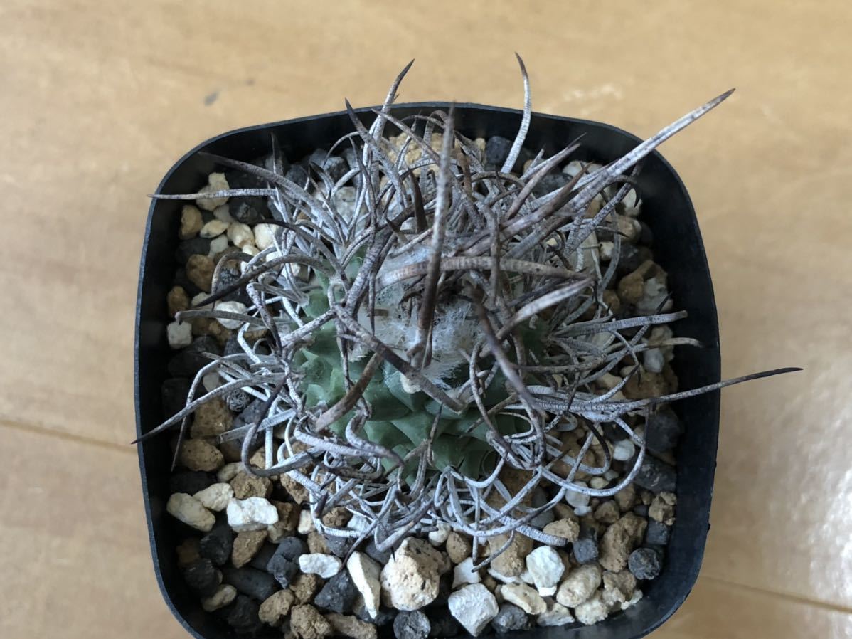 長刺昇竜丸 – ROUKA – Succulents Note