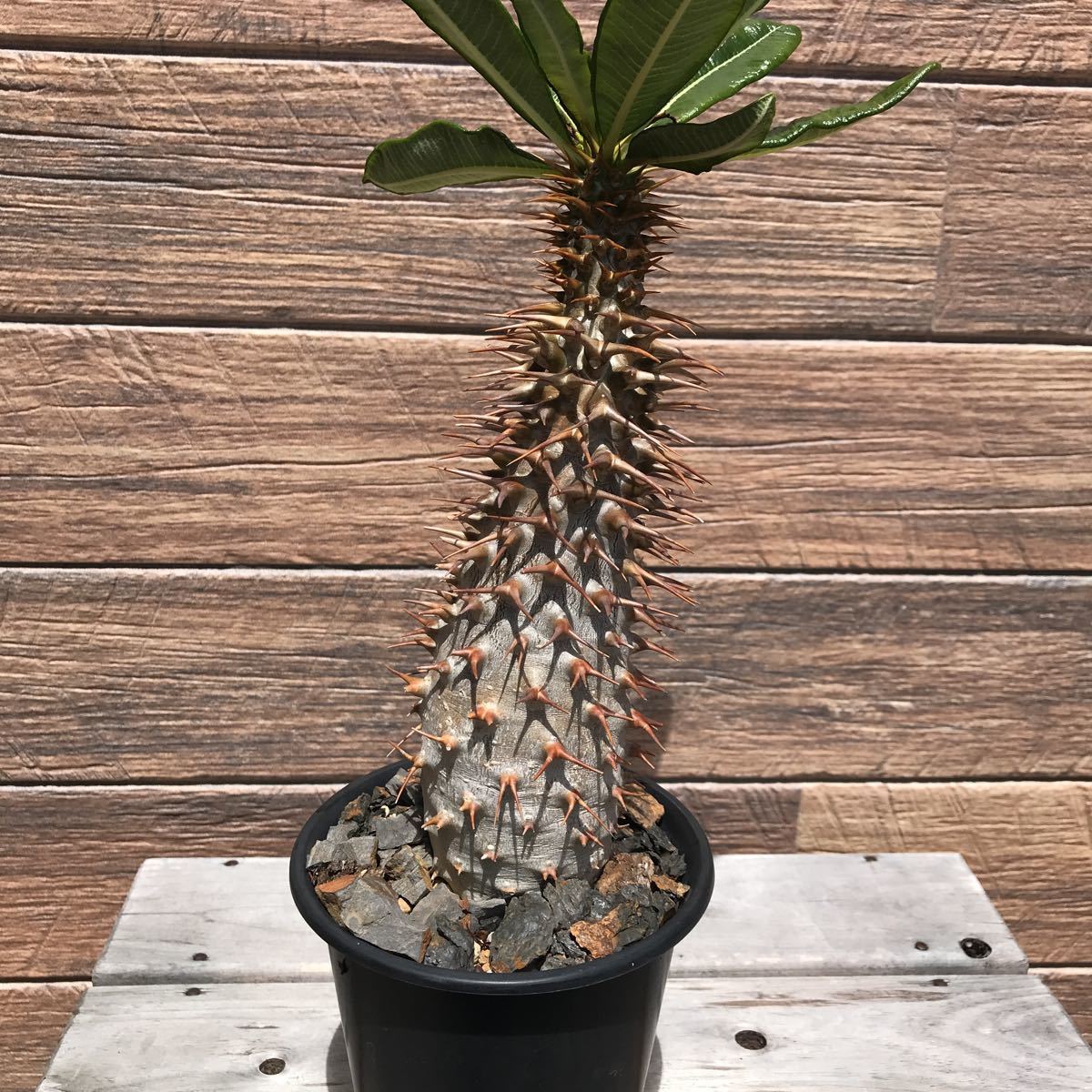 パキポディウム アンボンゲンセ レア コーデックス 塊根植物 発 パキポディウム アンボンゲンセ レア コーデックス 塊根植物 発