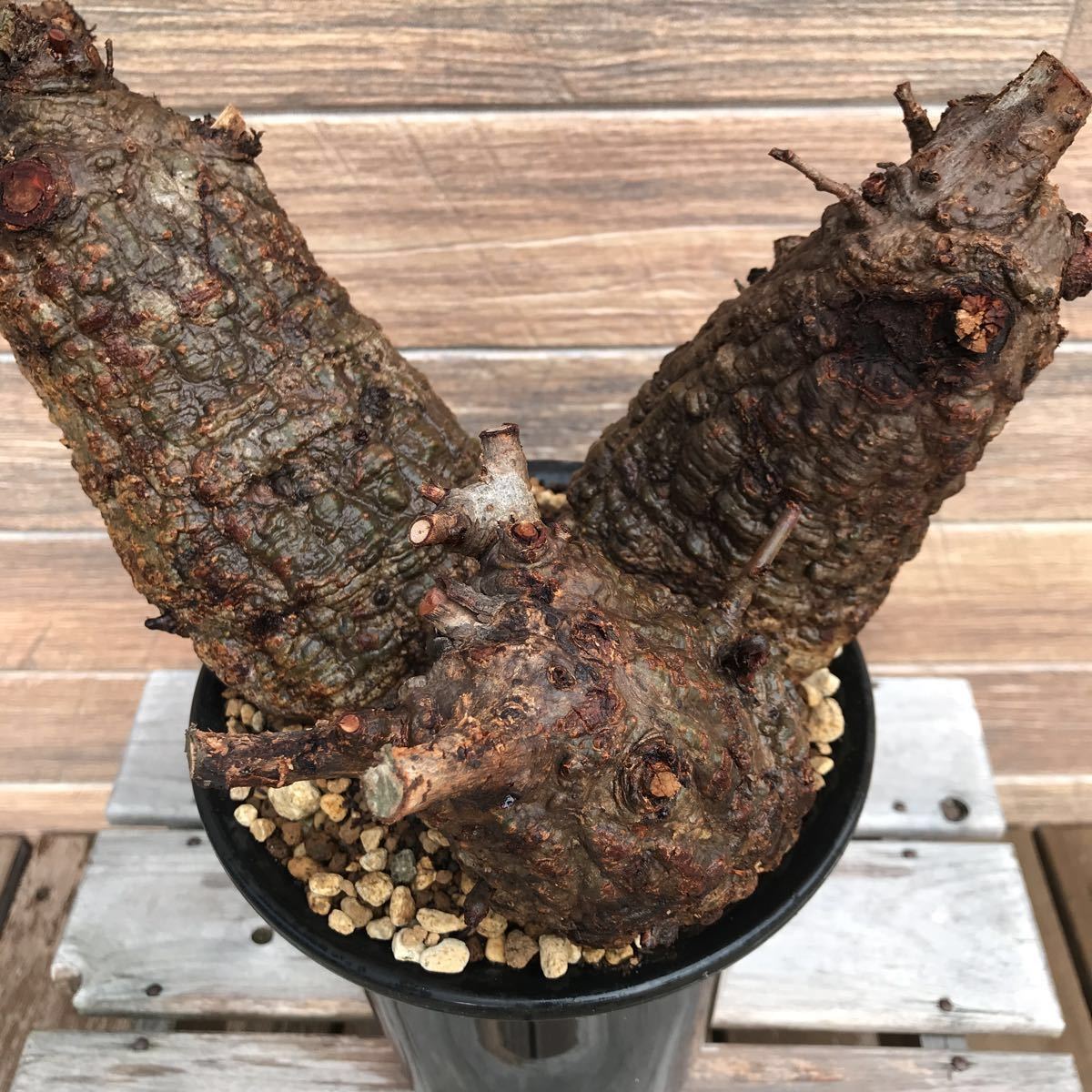 オペルクリカリア パキプス 3頭トリプルヘッド 塊根植物 オペルクリカリア パキプス 3頭トリプルヘッド 塊根植物