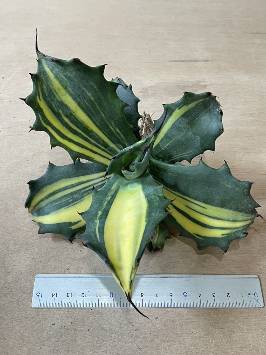 多肉植物アガベ フェロックス 錦トラ斑 6株 植物 | discovermediaworks.com