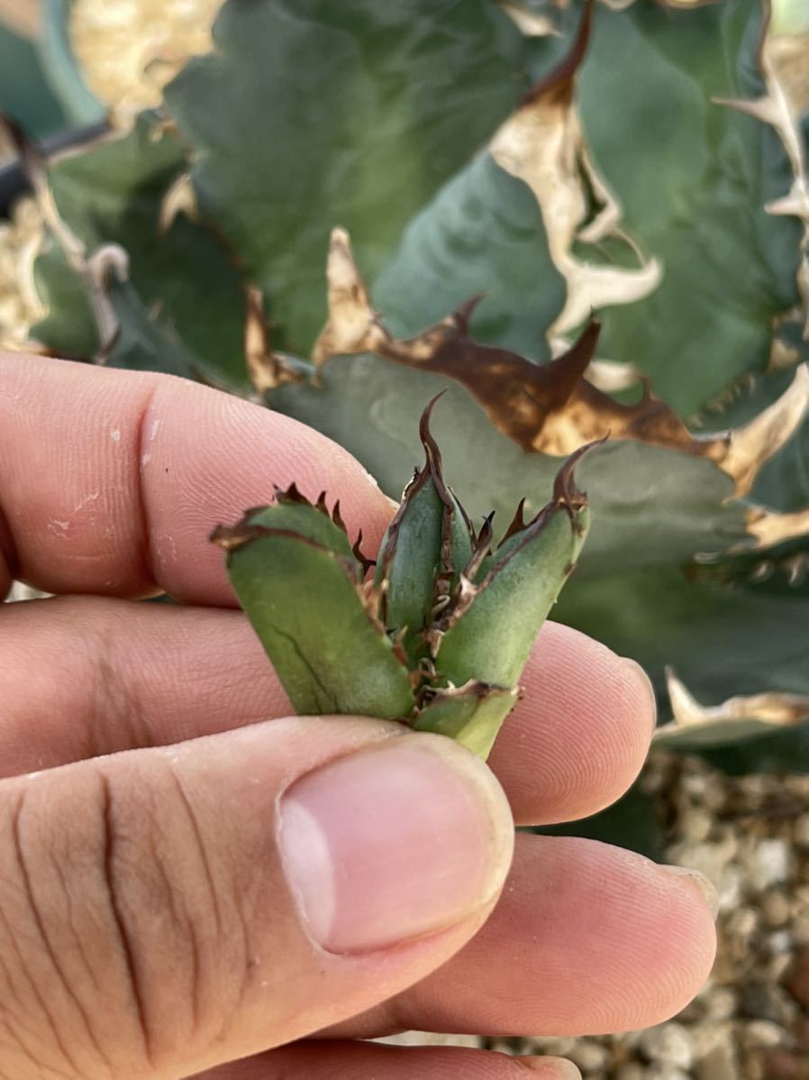 多肉植物アガべチタノタ 'ハデス' agave titanota 'Hades'極上子株