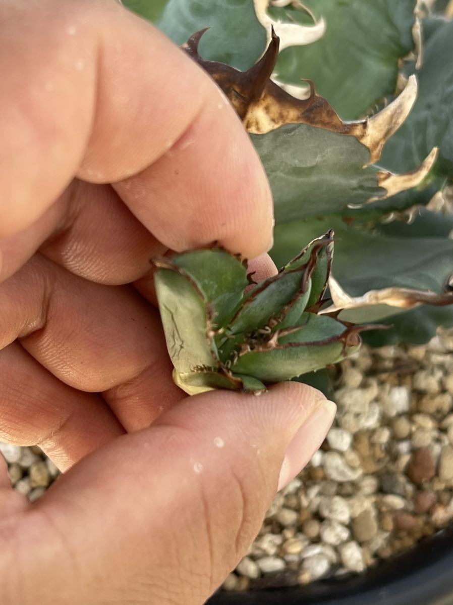 多肉植物アガべチタノタ 'ハデス' agave titanota 'Hades'極上子株