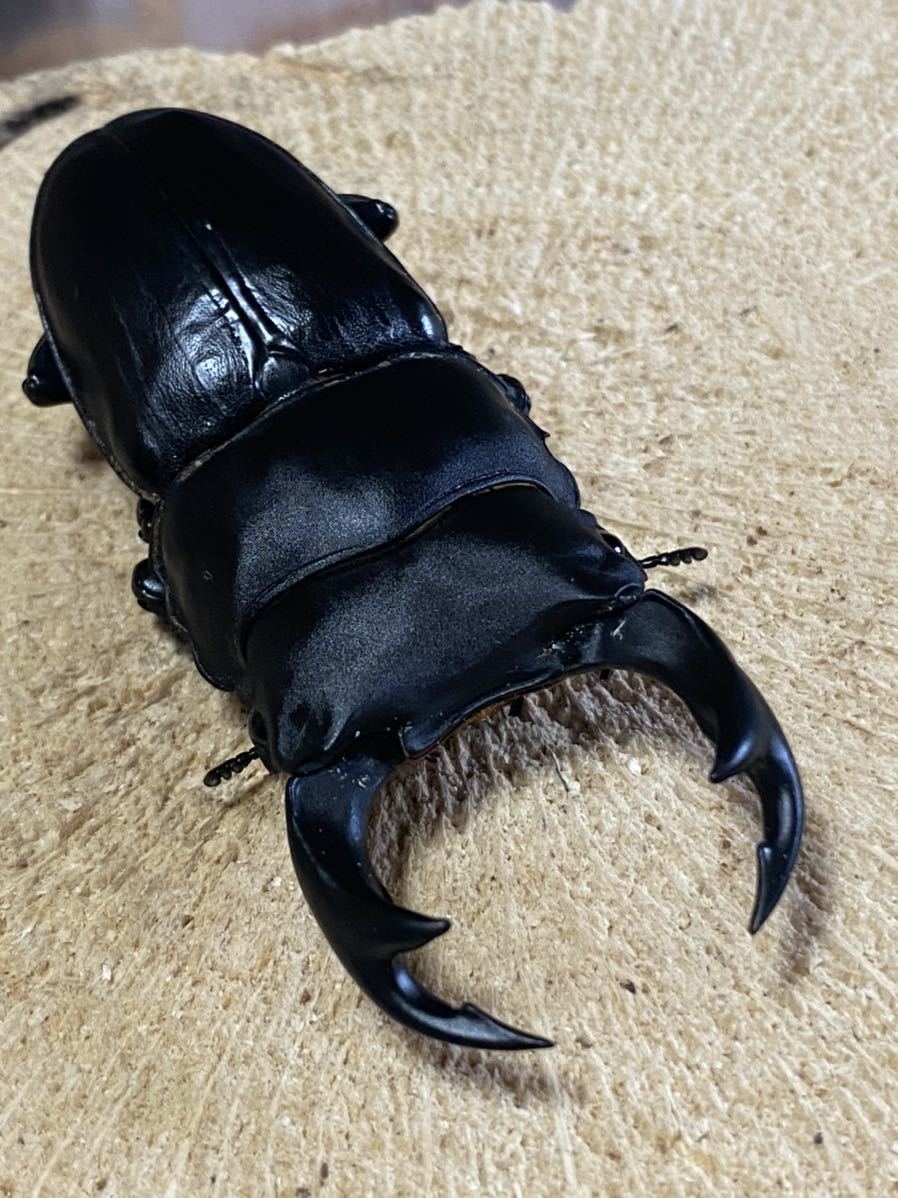 岩手県産 WF1 オオクワガタ 1ペア ♂72.3mm ♀47.0mm 灯火採集 天然持