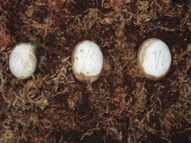 静岡県産イシガメの卵3個 （孵化がかなり近い卵）