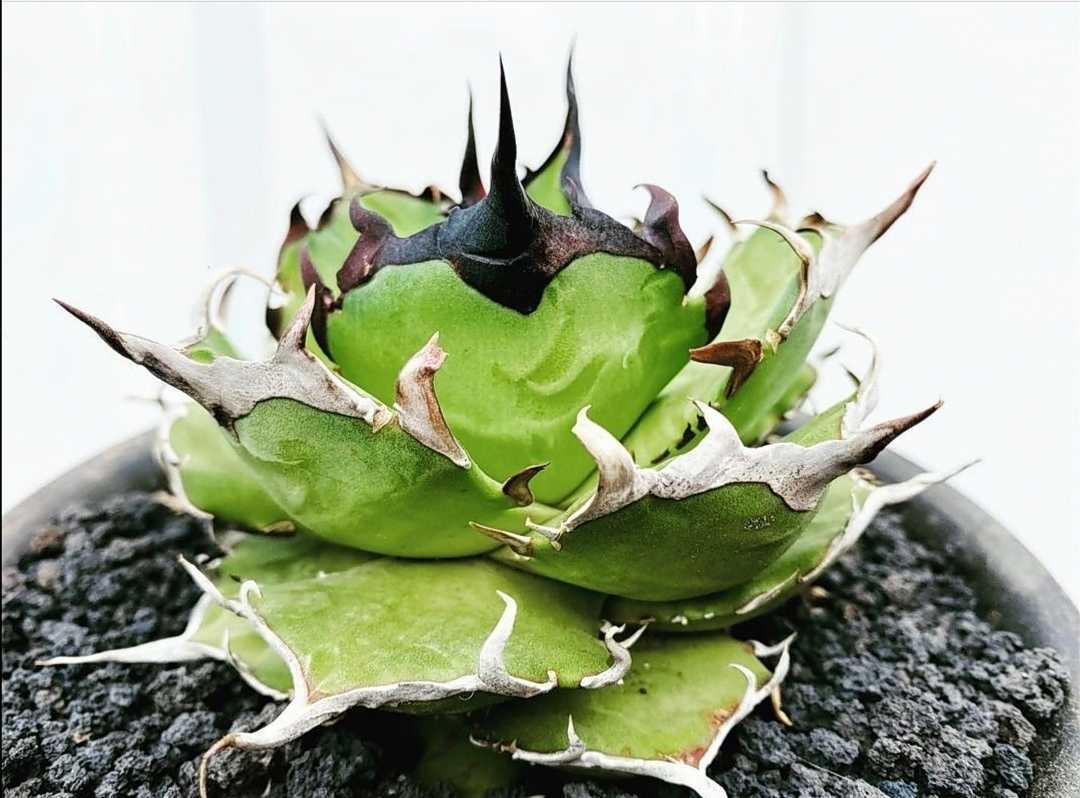 アガベ ハデス 子株 恐竜牙歯 黒帝斯 チタノタ 極上株 agave titanota