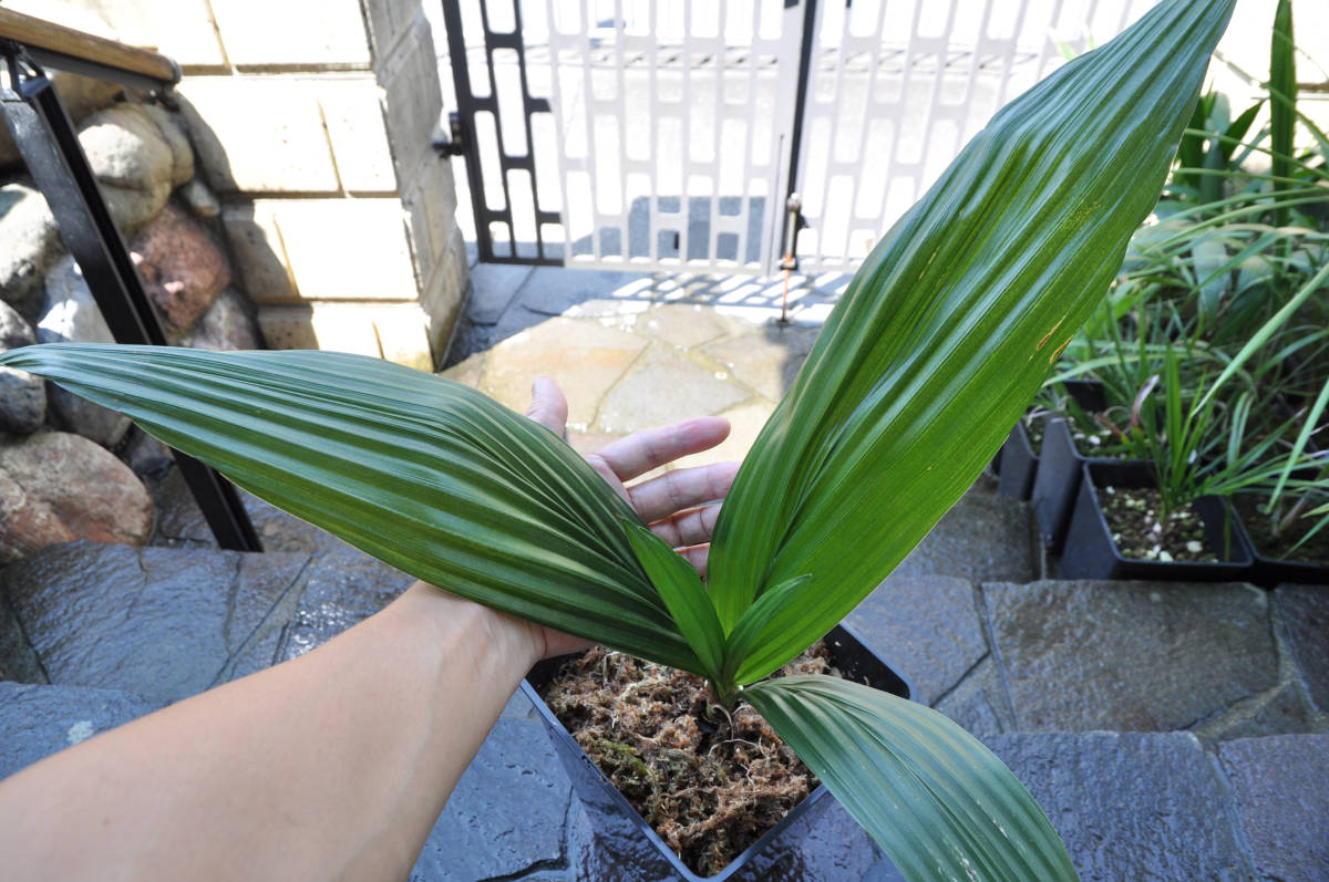 アフリカチリヤシ（Jubaeopsis caffra）Pondoland Palm（ポンドランドパーム）　送料無料_画像9