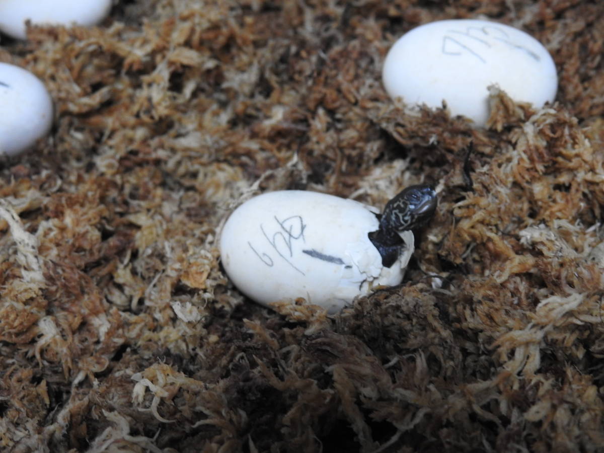 市場 クサガメ 有精卵 4個 マニュアル付 即決価格 産卵し１ヶ月以上経過した卵 産卵日表示しています Www Direcauto Net