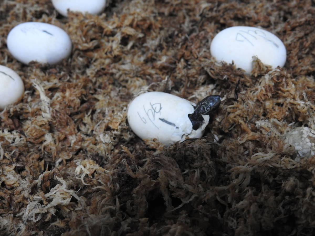 市場 クサガメ 有精卵 4個 マニュアル付 即決価格 産卵し１ヶ月以上経過した卵 産卵日表示しています Www Direcauto Net