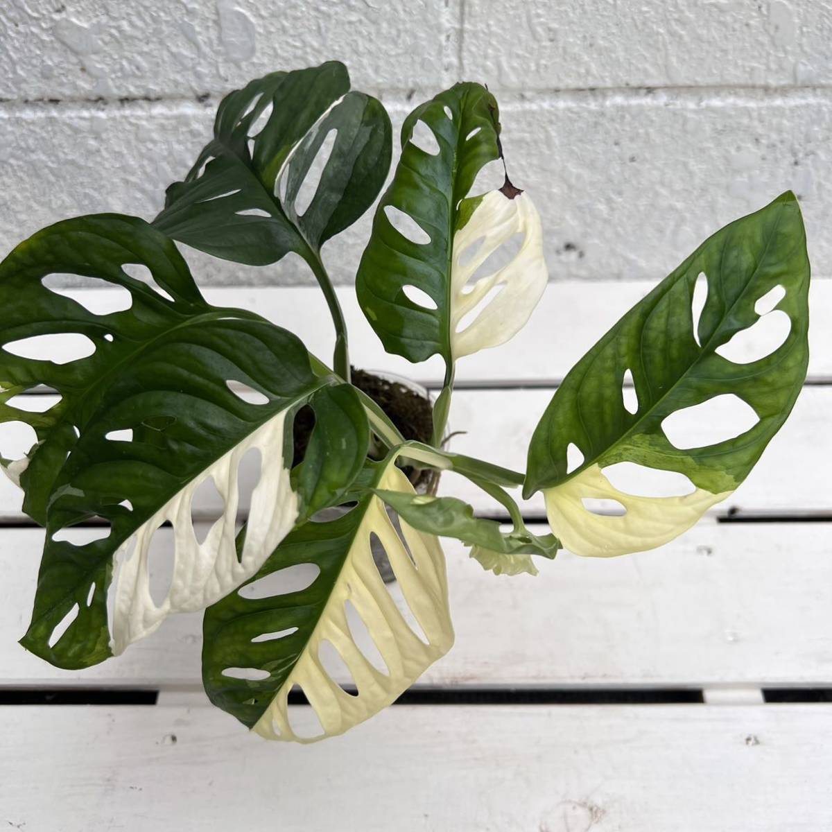 KhK-01》Monstera adansonii variegata モンステラ アダンソニー マドカズラ斑入り/フィロデンドロン アンスリウム オブリクア シンゴ - soulglasses.com.br KhK-01》Monstera adansonii variegata モンステラ アダンソニー マドカズラ斑入り/フィロデンドロン アンスリウム オブリクア シンゴ - soulglasses.com.br