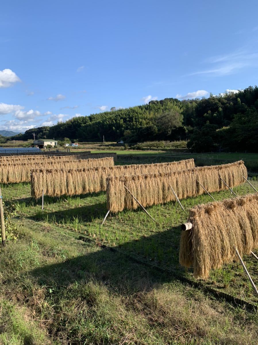 和歌山県 天日干し（ハゼ掛け）お米 玄米5キロ 農家直送 全国送料一律_画像2