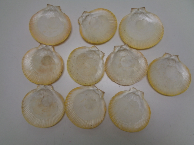 a245-60 貝皿 天然素材 貝殻 飾り 菓子皿 10枚セット 約9センチ×9センチ アンティーク _画像1