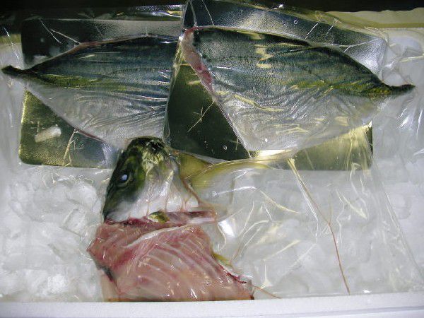  Ehime sima ставрида японская 1~1.5kg. body размер sashimi . рыба . рыба сушеный продукт внизу отделка завершено бесплатная доставка Hokkaido * Okinawa * Tohoku. доставка отдельно . мир море. . оптовый склад 