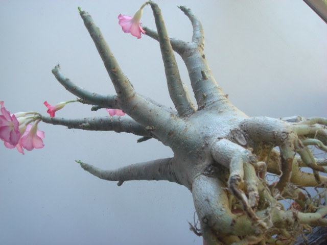 塊根植物　アデニウム，アラビカム、、オクトパス 重量級、　開花　砂漠のバラ　　コーデックス　a-225_画像5