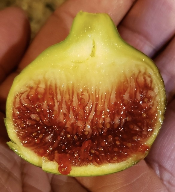 独特の素材独特の素材イチジクの良苗。Golden Riverside 植物 | blog