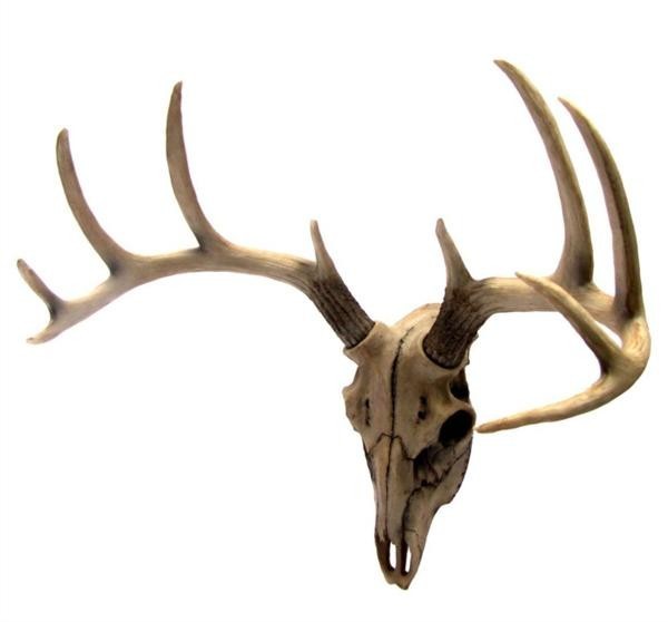 牡鹿スカル 雄鹿ハンティングトロフィー (トナカイ・アンテロ－ブ) 牡鹿頭骨 枝角彫刻 彫像/貴賓室 (輸入品
