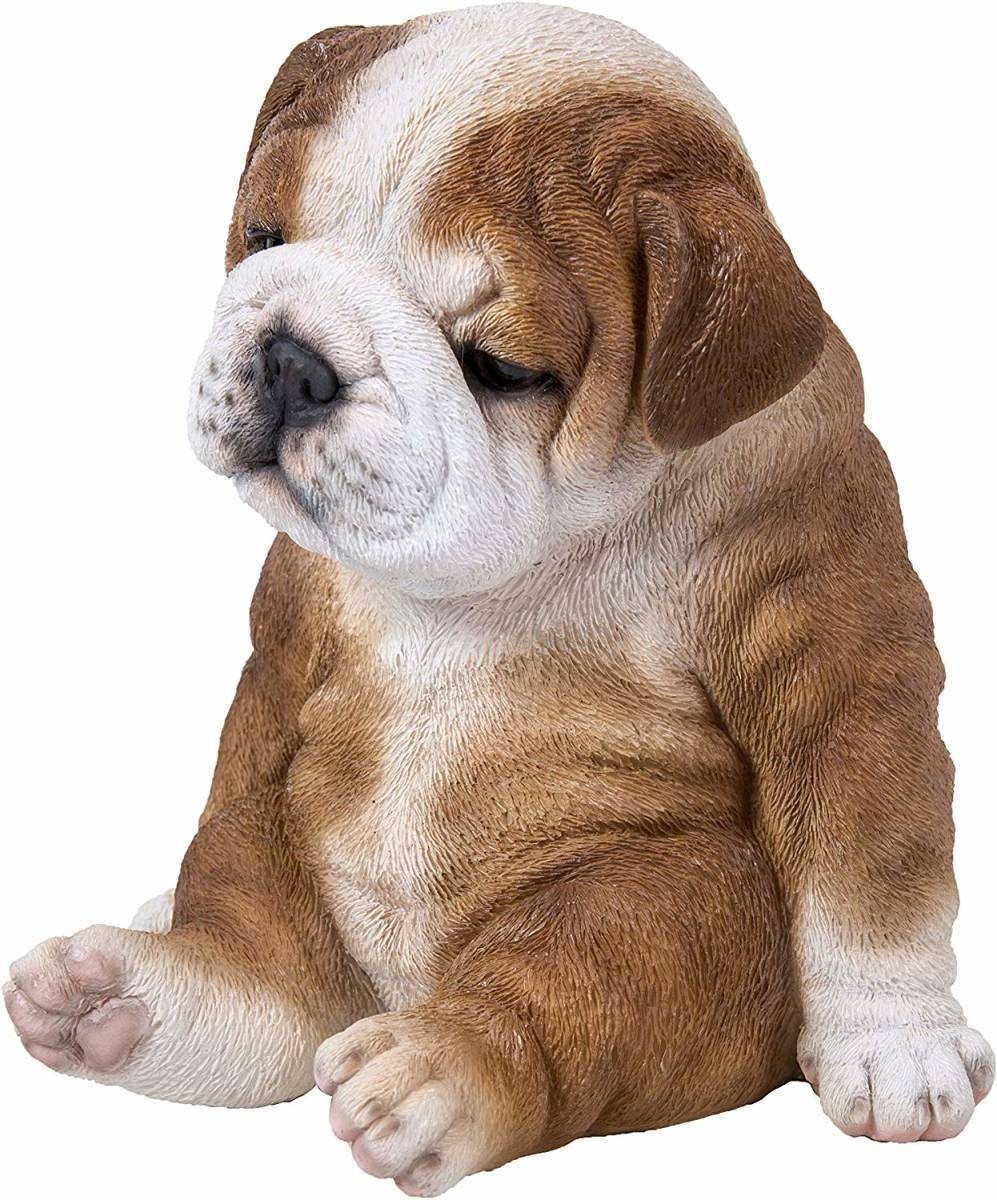 座って眠そうな、ブルドッグ子犬 彫像 彫刻/ 英国 ロンドン ペットショップ ドッグカフェ パブ 記念品（輸入品_画像2