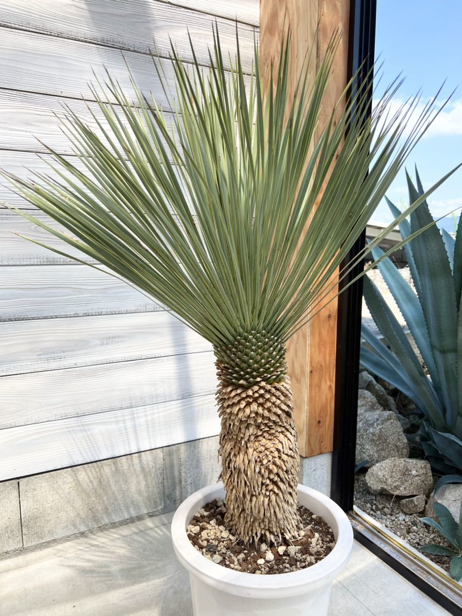 ユッカ ロストラータ Yucca rostrata ① 太株_画像1