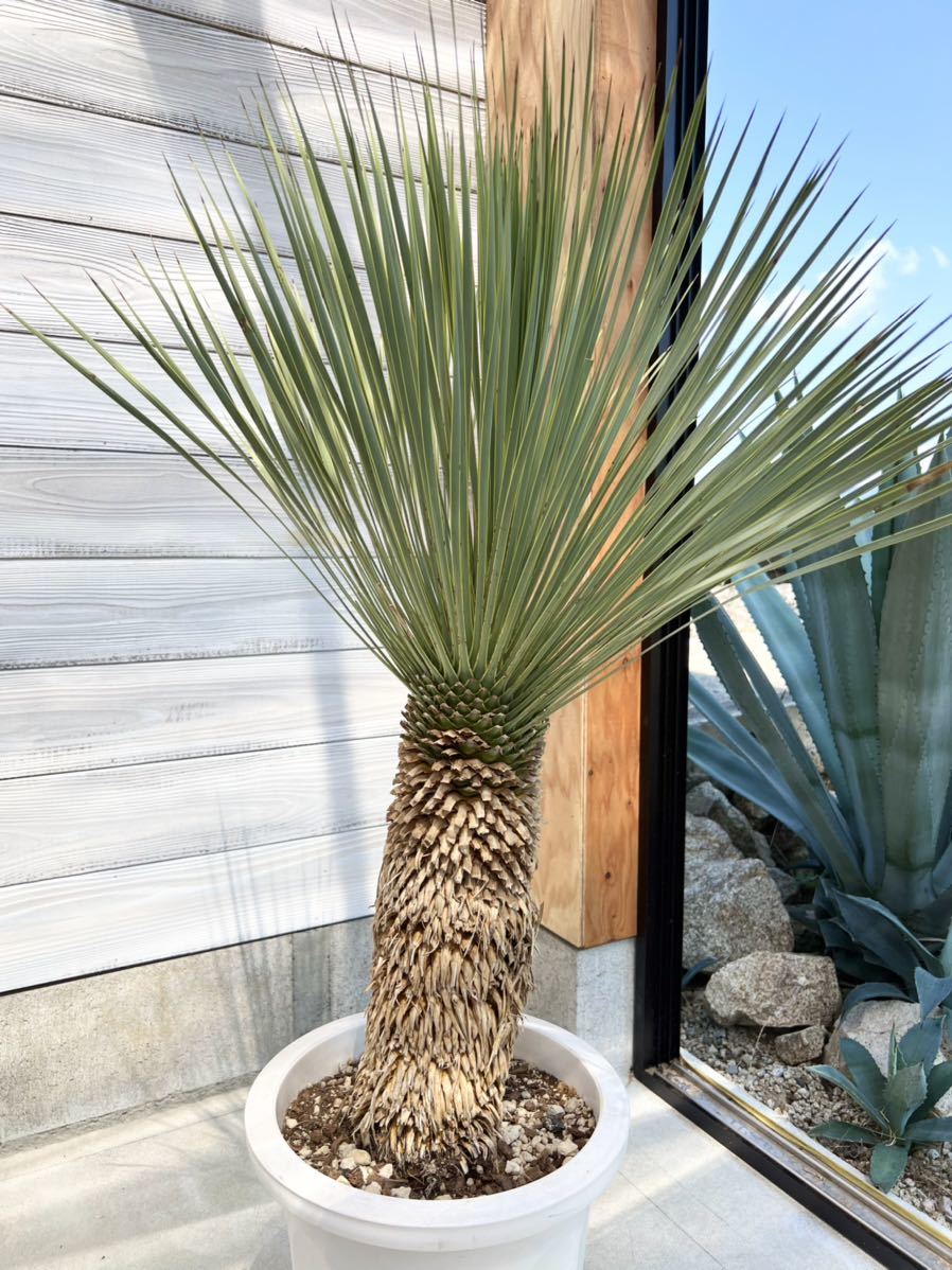 ユッカ ロストラータ Yucca rostrata ① 太株_画像4