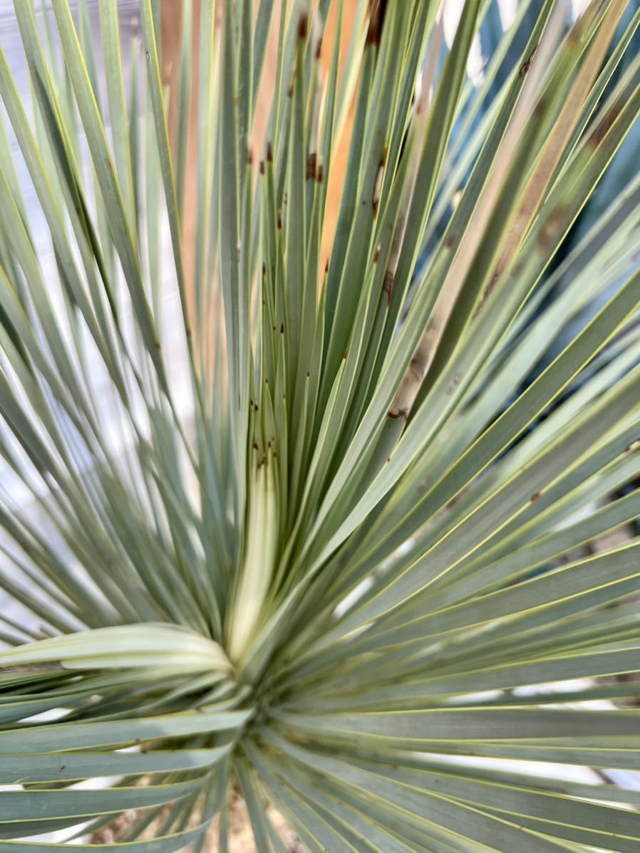 ユッカ ロストラータ Yucca rostrata ① 太株_画像6