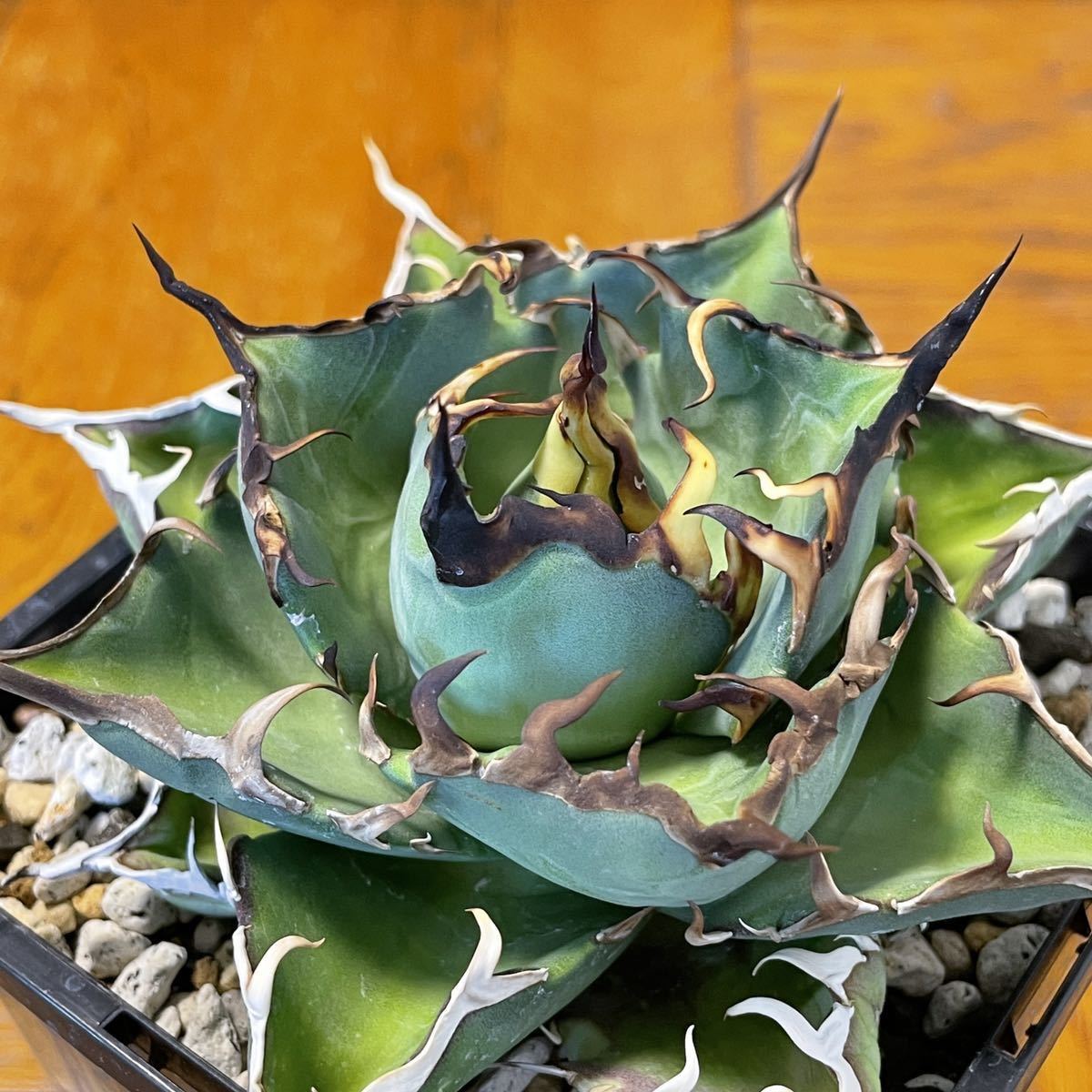 2022春夏新色】 アガベ スーパーワン agave titanota 植物/観葉植物