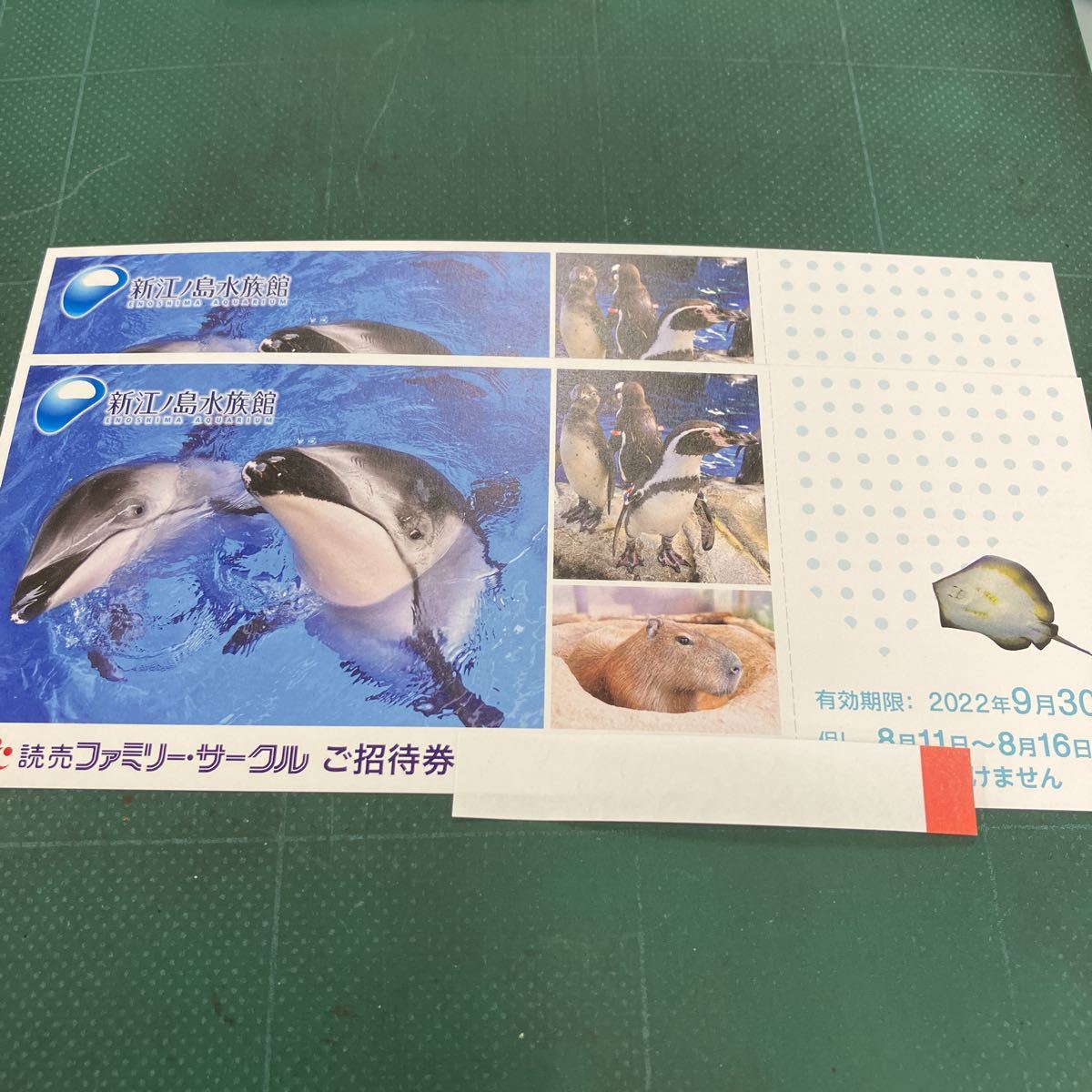 新江ノ島水族館 招待券2枚セット 【特別訳あり特価】