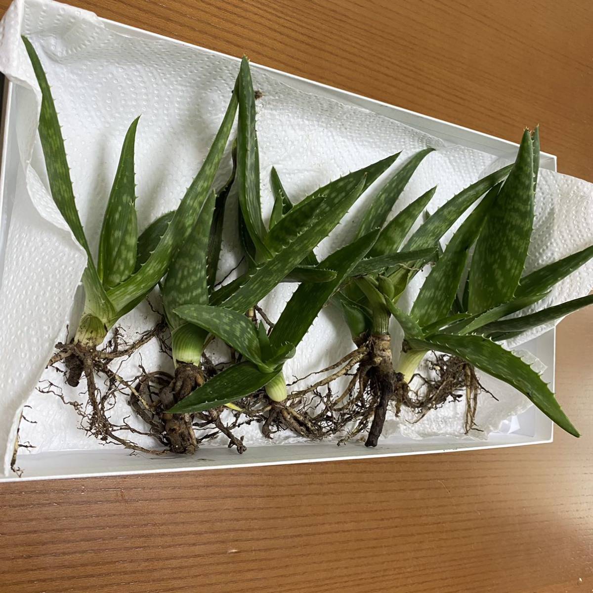 アロエベラ アロエ ベラ 無農薬 多肉植物 抜き苗 苗 株_画像3