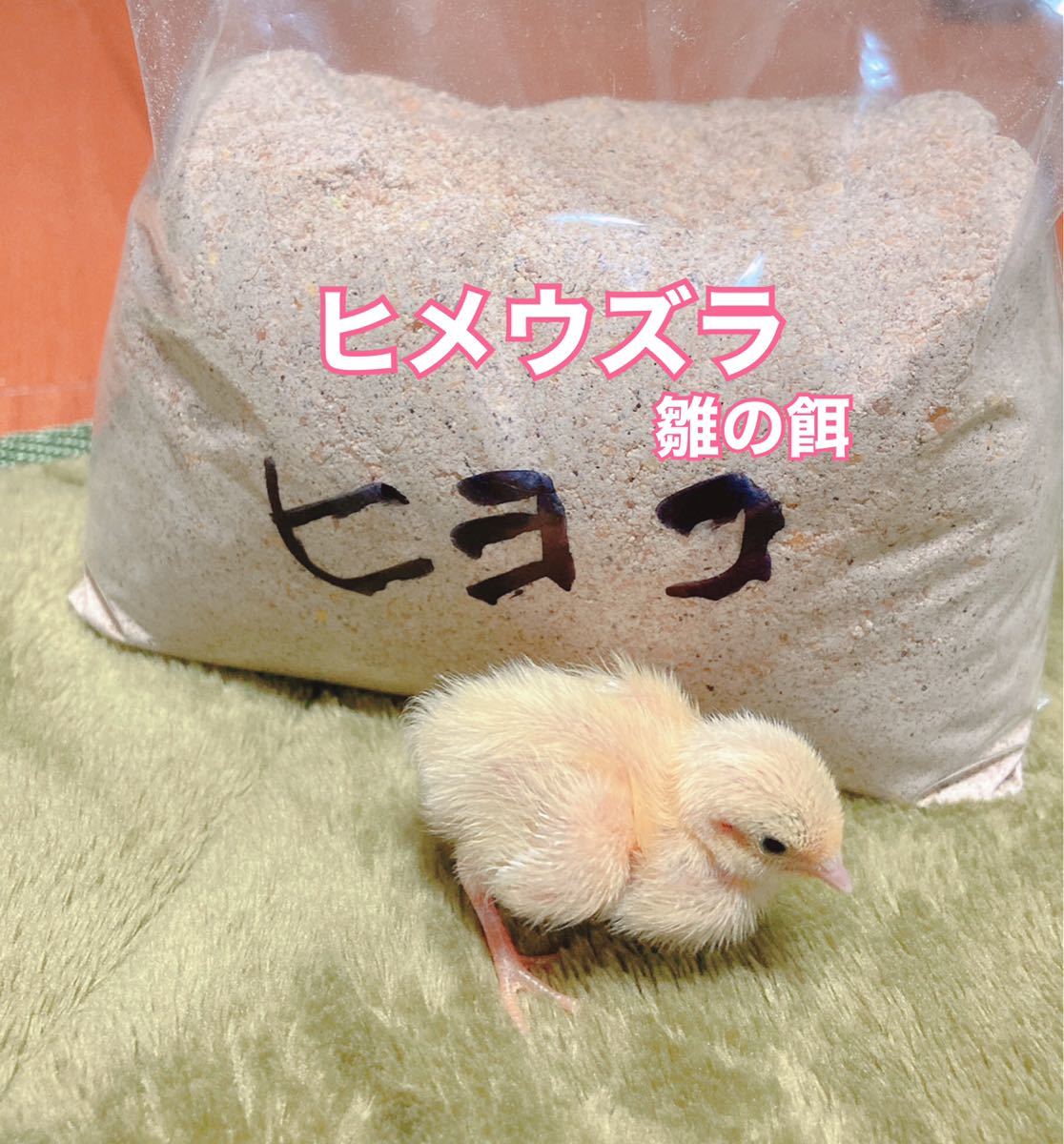 ヒメウズラ 雛用餌 1kg ひめうずら 鳥の餌 鳥_画像3