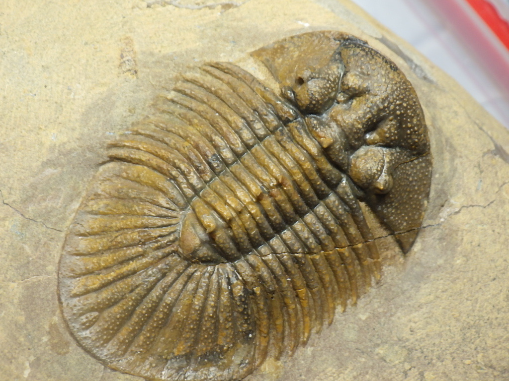男女兼用 【Drotops armatus】三葉虫 化石標本☆trilobite☆モロッコ