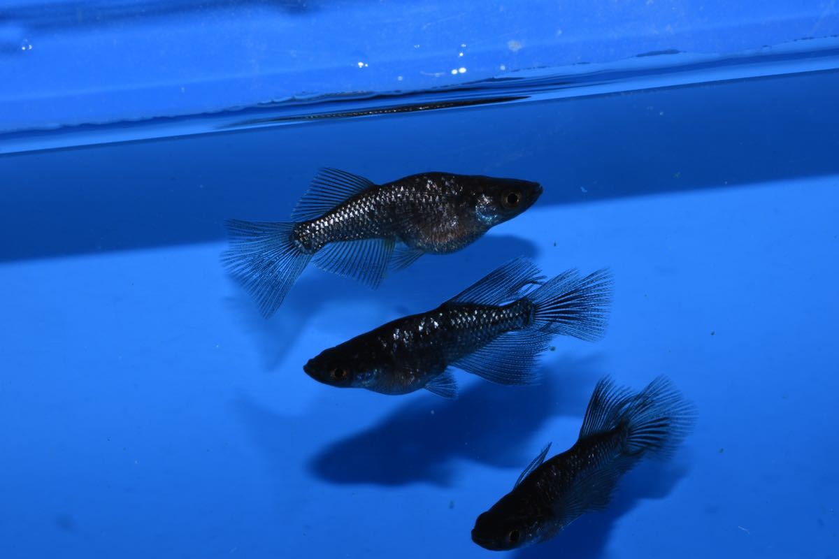 【ものくろメダカ】ブラックダイヤ光体型リアルロングフィン 1ペア＋オス1 若魚
