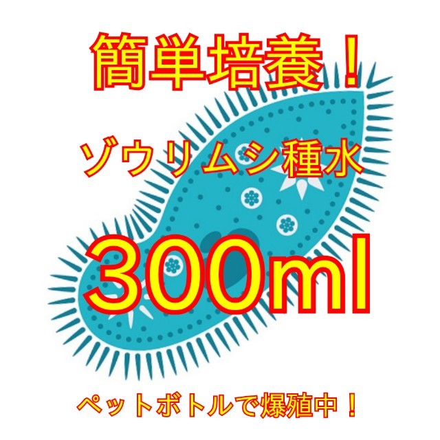 送料無料★簡単培養ゾウリムシ300ml＋培養用エビオス9錠★ペットボトルで爆殖中★生クロレラも出品中_画像1