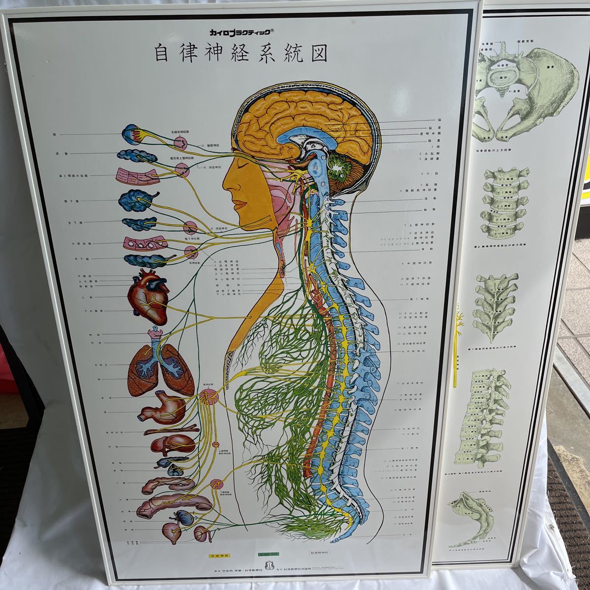 カイロプラクティック 人体神経系統図 自律神経系統図 自律神経 系統図 キズ 汚れ あります！