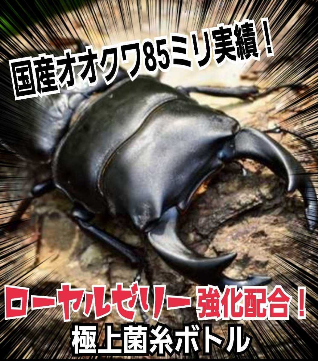 特大菌糸ボトル1500ml【4本】ヒマラヤひらたけ初菌で作成!特殊 特大菌糸ボトル1500ml【4本】ヒマラヤひらたけ初菌で作成!特殊