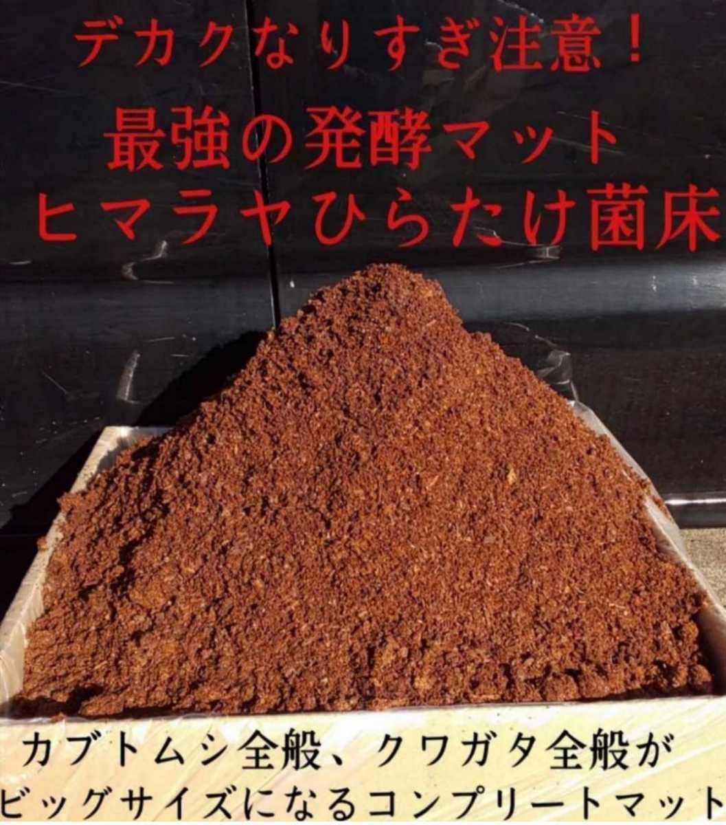 カブトムシ幼虫が丸々太ります！改良版！ヒマラヤひらたけ発酵マット【20L】栄養添加剤入り☆卵もたくさん産みます！雑虫もわきません！