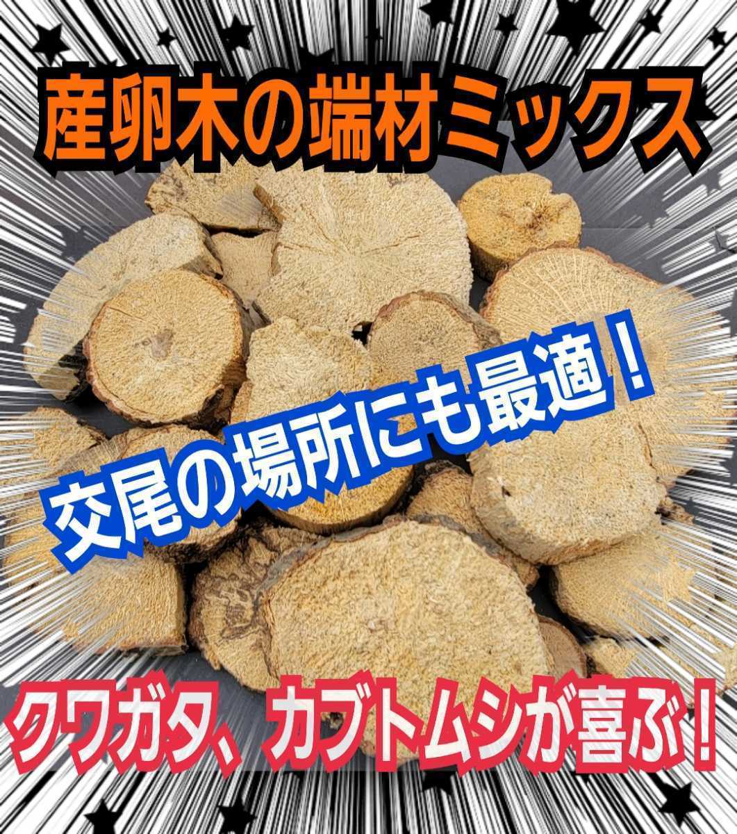 交尾の場所に最適☆クヌギ・ナラの産卵木の端材【5~6個】クワガタ、カブトムシの足場、隠れ家、とまり木、転倒防止、ディスプレイにも抜群